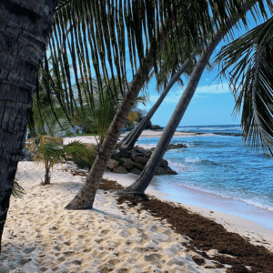 Unsplash - Beach and Palm Trees (Barbados)